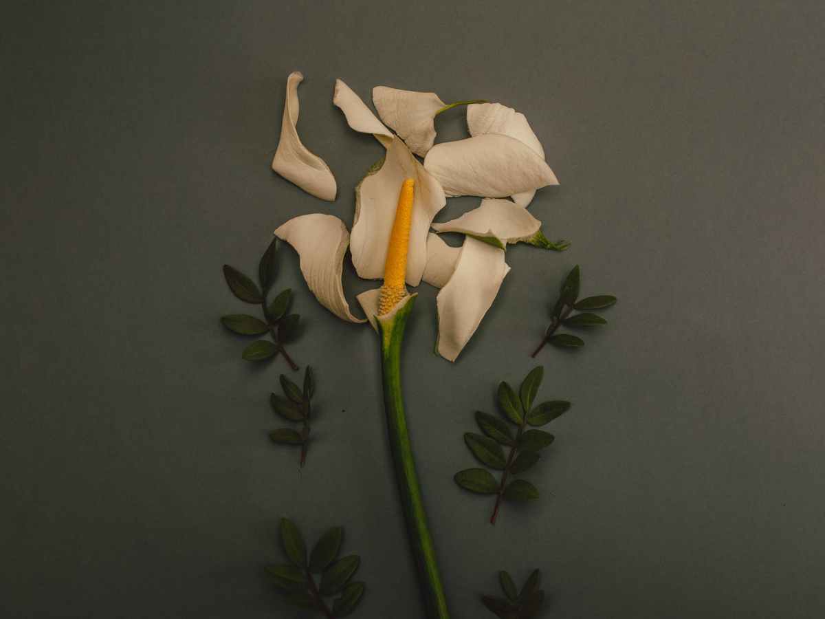 the heart’s letter