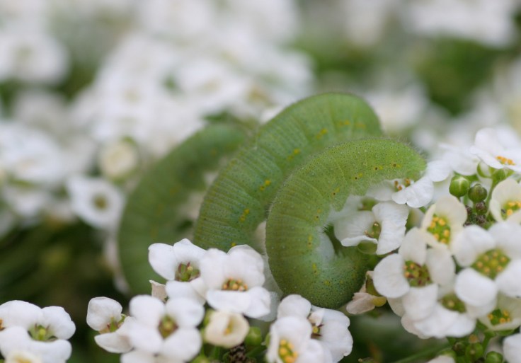 sometimes in january