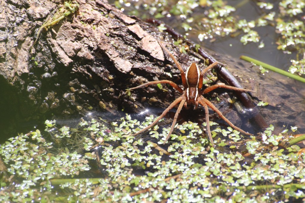 Live, Love, Laugh: The decline of cringe and authenticity on social&nbsp;media